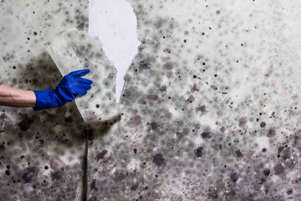 Professional Mold Remediation in Morocco, IN